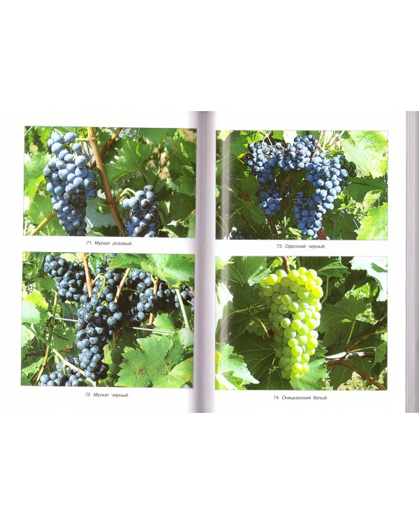 Виноградарство Крыма